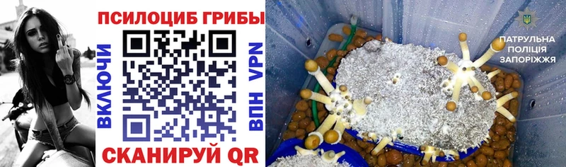 Псилоцибиновые грибы мицелий  Купить где  Сургут 